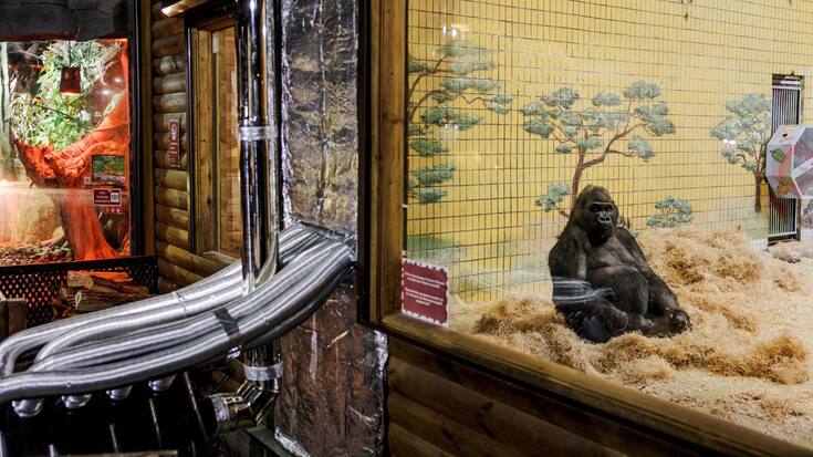 Depuis que la Russie pilonne systématiquement les infrastructures énergétiques du pays, le zoo de Kiev a dû investir dans des générateurs et installer des poêles à bois, comme ici avec des tuyaux reliés aux habitats des animaux pour s’assurer que ces derniers ne meurent pas de froid durant les innombrables coupures d’électricité. Ici, Tony le gorille profite de cette source de chaleur. Dehors, il fait -5°C.