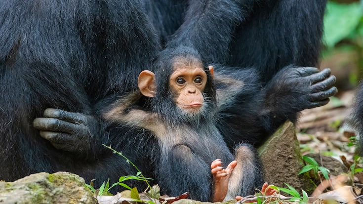 Comedy Wildlife Photography Awards