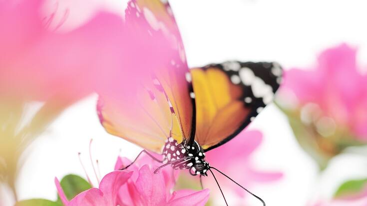 papillon