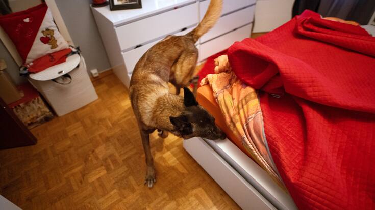 chiens au travail