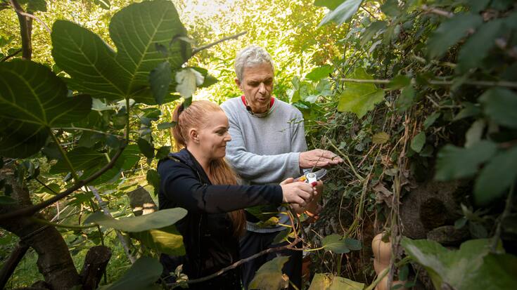 Someo: la cuoca Marie Robert incontra cuoco Pietro Leemann. Nella foto Marie Robert e Pietro Leemann mentre raccolgono verdure dall'orto. © Ti-Press / Pablo Gianinazzi