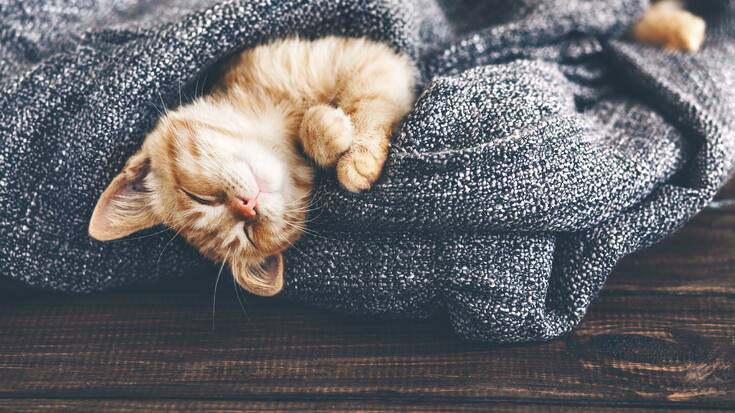 chat
