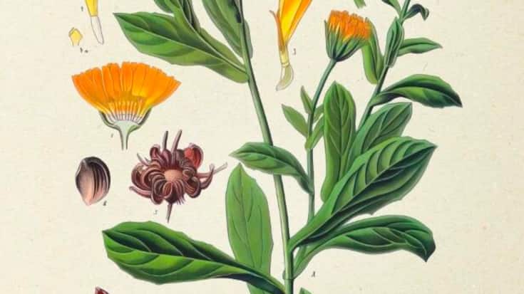 Calendula