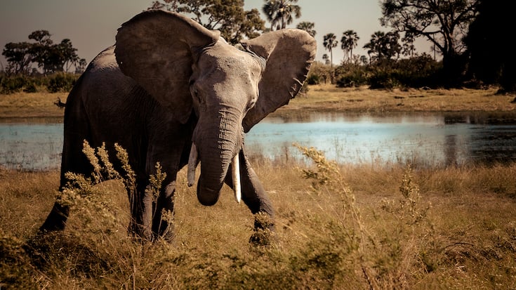 Eléphant du Botswana