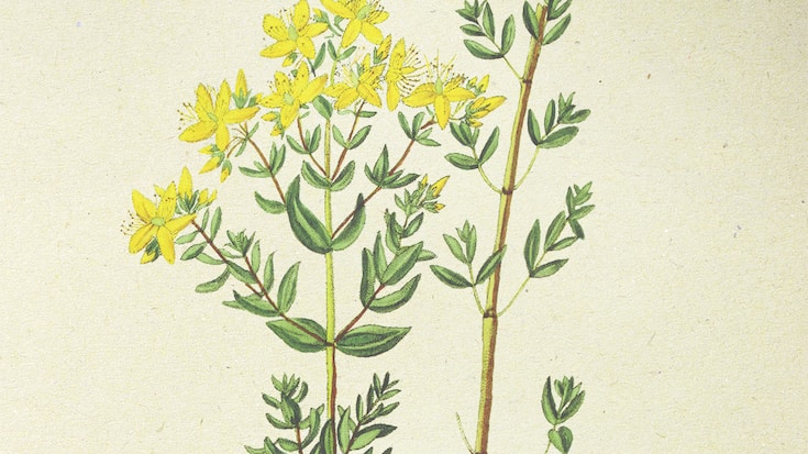 Illustration millepertuis