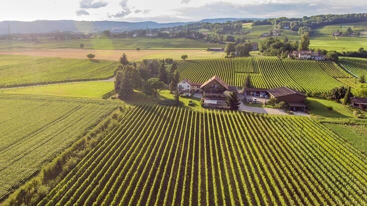 Le domaine La Capitaine est situé sur les rives du lac Léman. Reynald Parmelin peut choisir parmi 24 cépages différents pour élaborer ses vins bio.