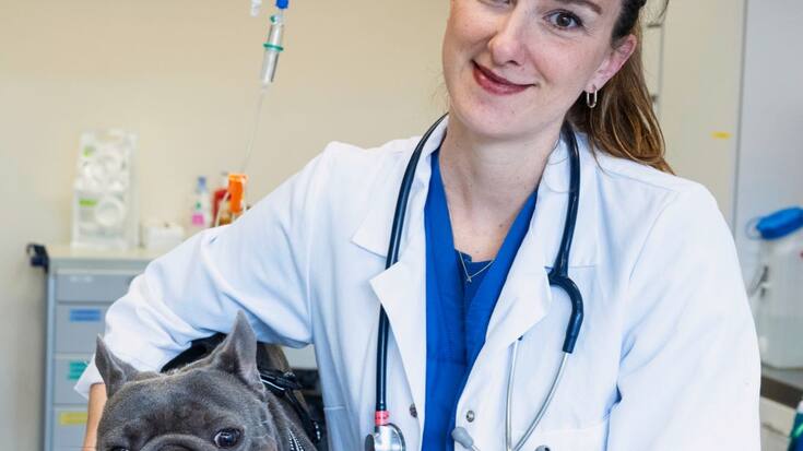 La cheffe de clinique Deborah Rohner accueille en consultation Guizmo, né en 2021. Un cas emblématique d’un bouledogue français souffrant de pathologies sévères.