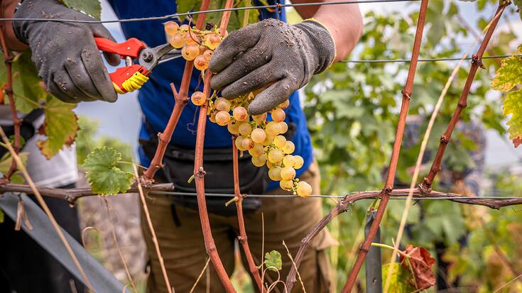 Hands in glove picking grapes in vintage. People using secateurs for cutting Chasselas. Lavaux, Vaud Canton, Switzerland.