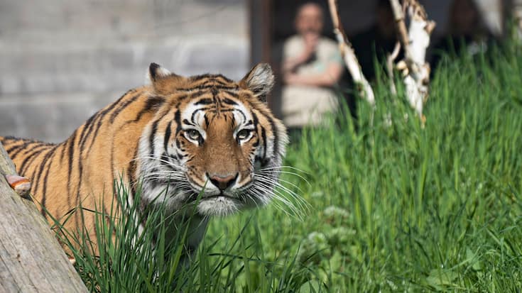 La tigresse Jasmina, 7 ans, s'habitue à son nouvel environnement au Sikypark
