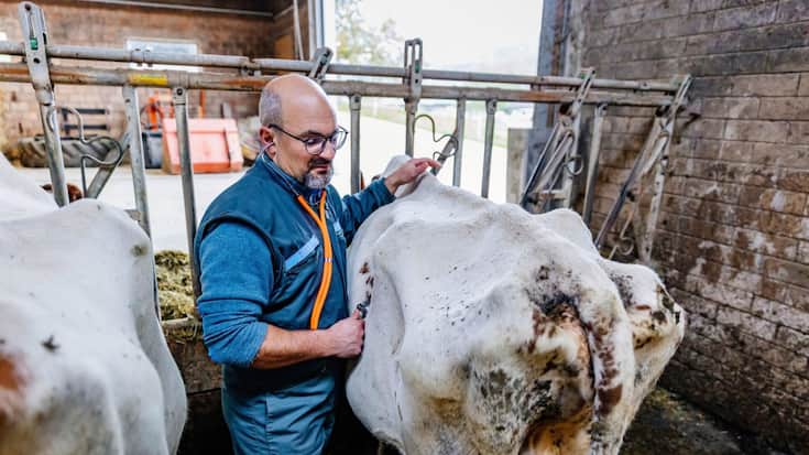 Visite à la ferme Roy à Porrentruy un jour de soins vétérinaires où les vaches sont atteintes de la maladie de la langue bleue