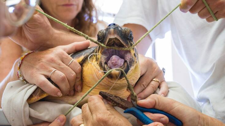 tortue de mer blessée