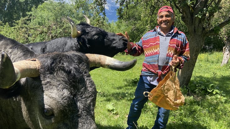 Babu Islam, éleveur de vache d'Hérens