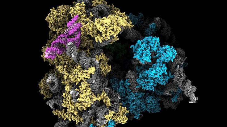 Le laboratoire du prof de biologie celleulaire,Nenad Ban Ã  l'ETHZ qui a mis en Ã©vidence le talon d'Achille du Covid 19. ici image 3D du ribosome attachÃ© au gÃ©nome du SARS-cov 2 ,dÃ©couverte de cette Ã©quipe