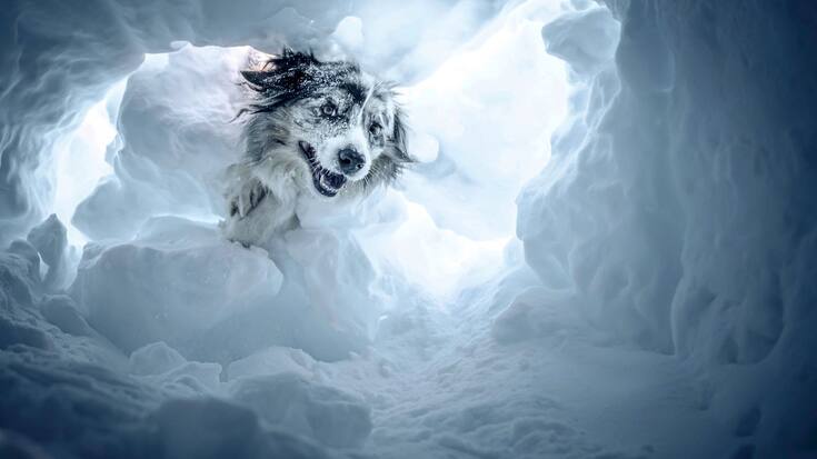 Formation de chiens d'avalanche: recherche de personnes ensevelies