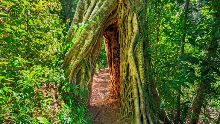 2AJF53K Tree Arch in the ancient rainforest of Eungella National Park.