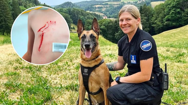 Désigné «chien de l’année 2022», le malinois Bayron avait planté ses crocs dans le buste du petit Ryan, 7 ans, en juin 2021 dans le Jura.