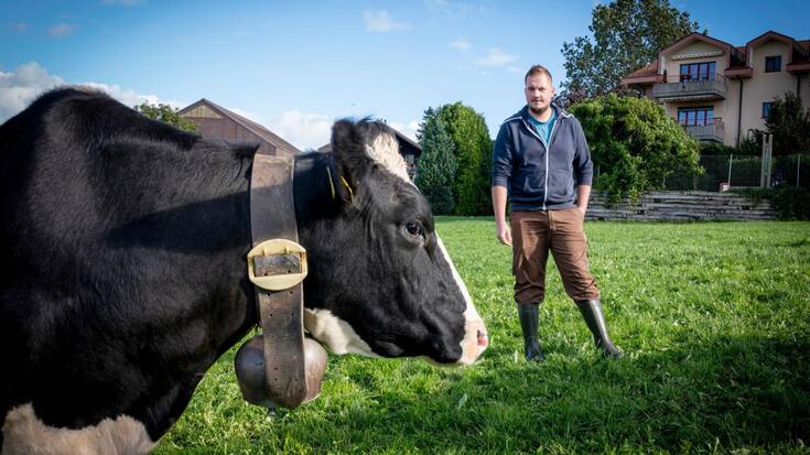 Le jeune paysan fribourgeois Jérémie Golliard avec une de ses génisses dans le pré proche de sa ferme de Mézières (FR)