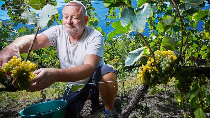 DIDIER JORIS, SES DERNIERES VENDANGES