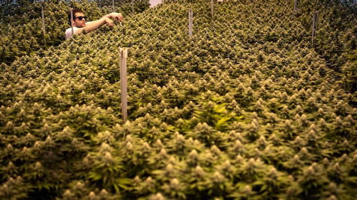 CBD