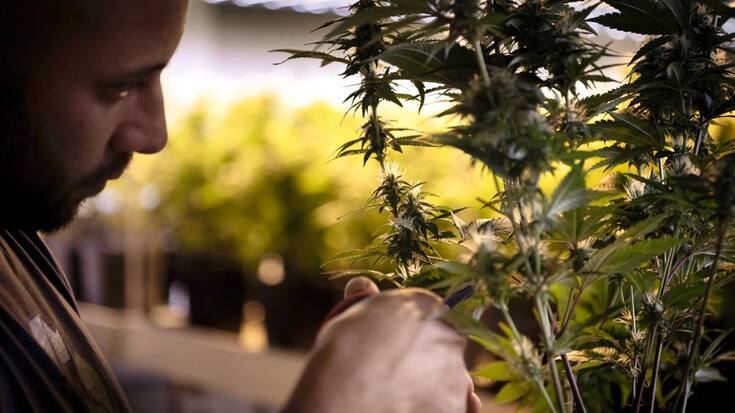 CBD
