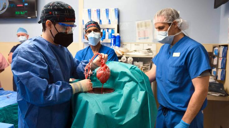transplantation de cœur de porc