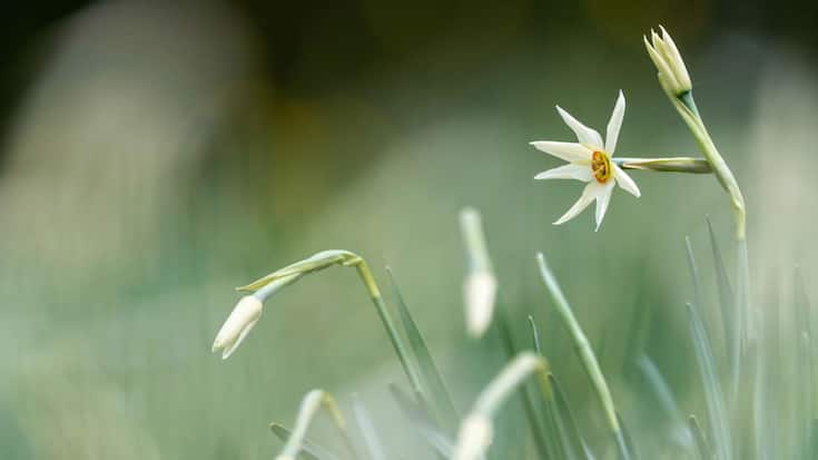 Narcisses