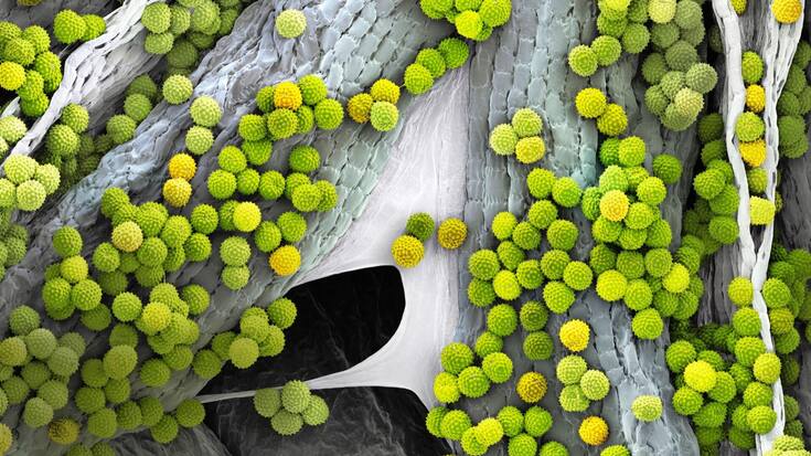Pollen