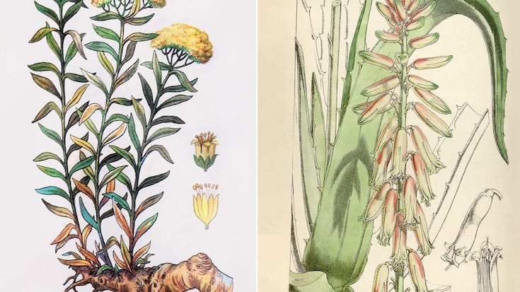 2 plantes
