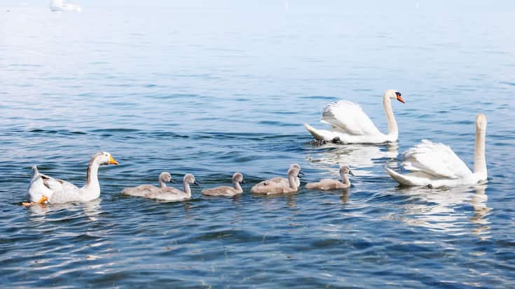 A Morges, Klaxon, un couple de cygnes et leurs six petits au port du Petit-Bois