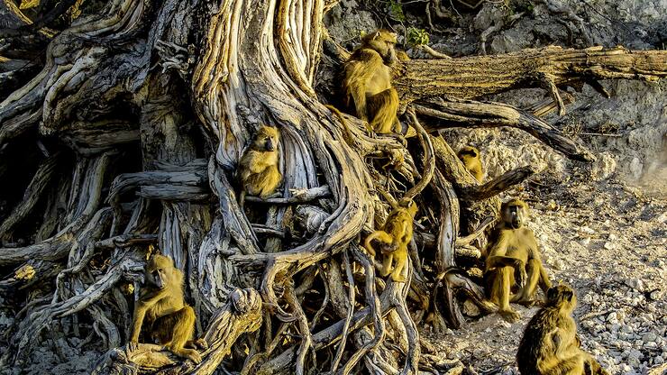 Babouins chacmas se réchauffant à l'aube dans les racines d'un arbre - P.N. de Chobe - Botswana - Afrique - (Papio ursinus) - Chacma baboons warming up in the morning in roots - Chobe N.P. - Botswana - Africa -