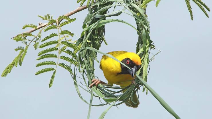 Tisserin ?? t??te rousse m??le en train de b??tir son nid avec un brin d'herbe dans le bec agripp?? ?? son armature en forme de cercle. PN de Kruger Afrique du sud Male Southern masked weaver clinging on to its frame of nest at the beginning building it with a blade in its bill. Kruger NP. SA