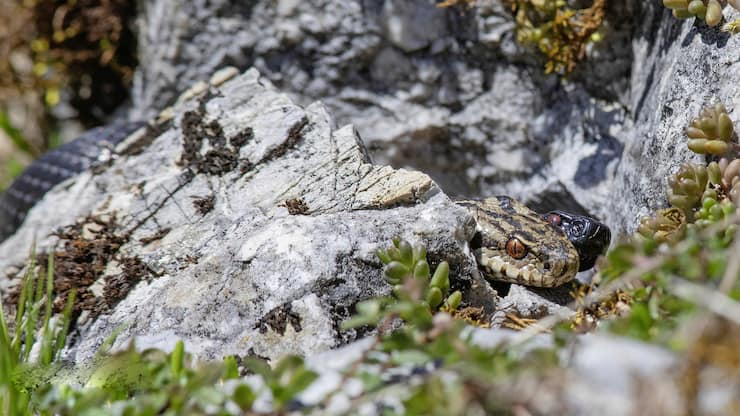 Vipères de suisse romande