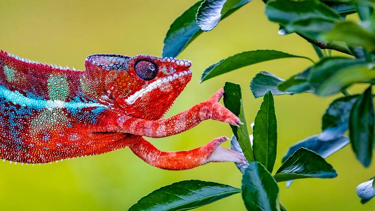 Caméléon panthère