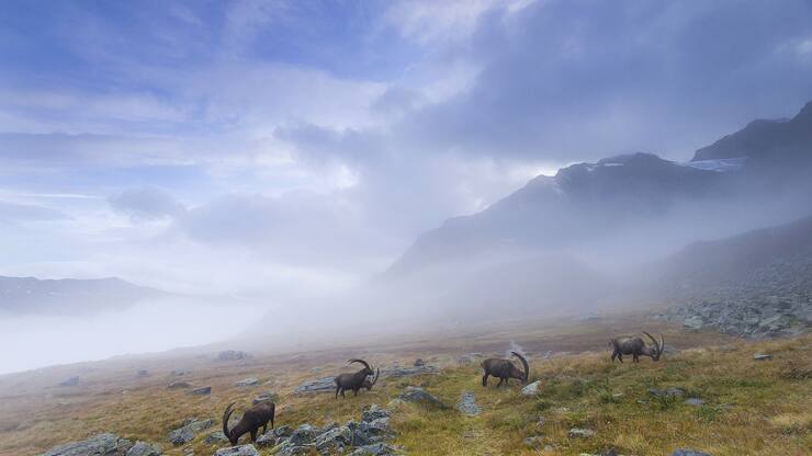 Alpine ibex (Capra ibex). Valsavarenche, Gran Paradiso National Park, Valle d'Aosta, Italy