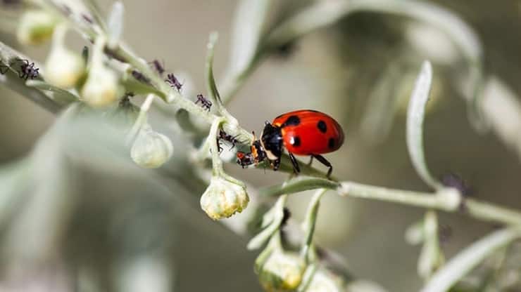 Une coccinelle se nourrissant de pucerons