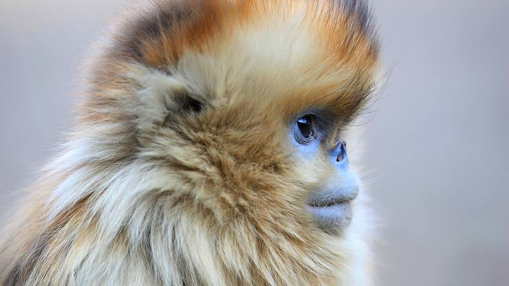 Rhinopithecus roxellana