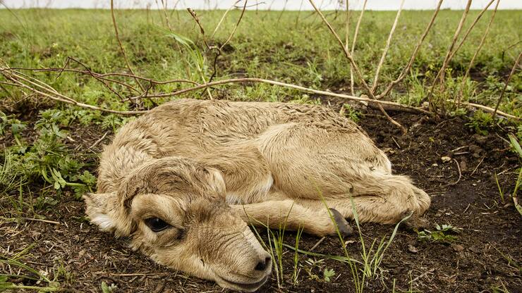 ANTILOPES SAÃGA, KAZAKHSTAN