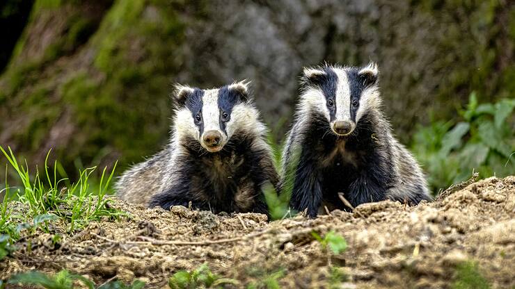 Blaireaux dans les montagnes jurassiennes.