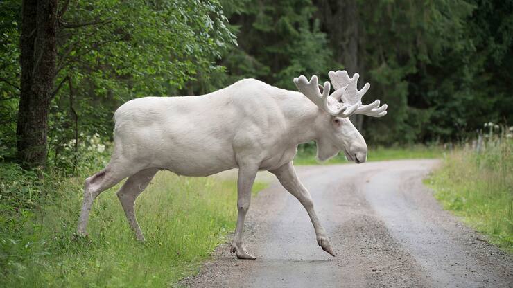 Elan albinos en Suède