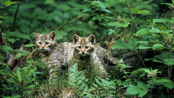 file7a1185s8cdc12bdi8k1g