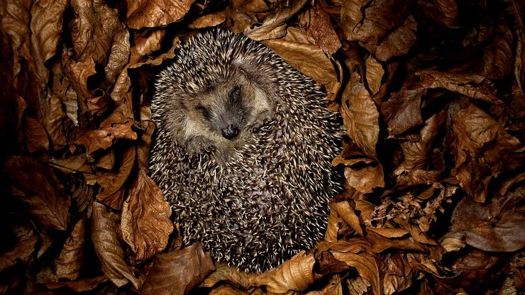 file7e4f8733jdv1d4jzup0l