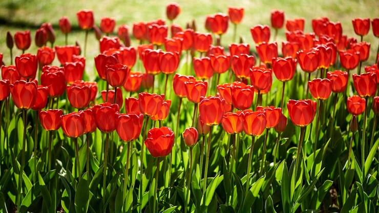 Fête de la tulipe à Morges (VD).