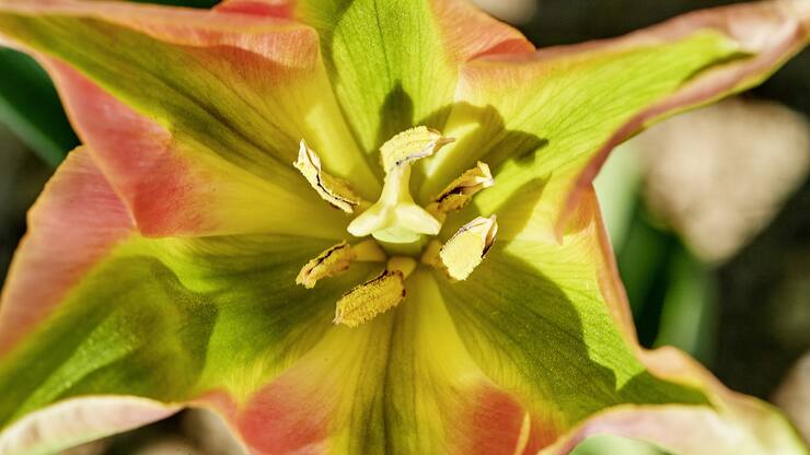 La fleur de la tulipe Viridiflora 
