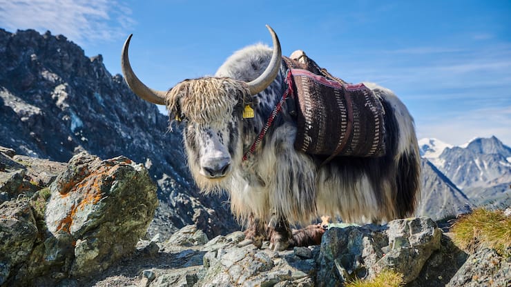 Rosula Blanc organise des treks avec des yaks dans le Val d'Herens