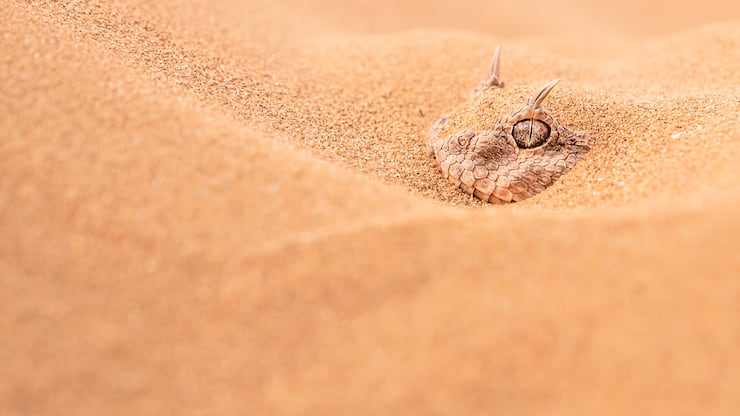 Une vipère à cornes terrée dans le désert marocain.