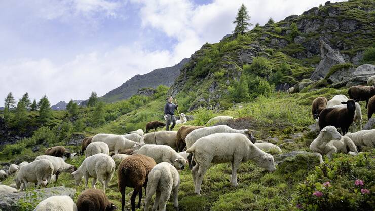 La bergère Céline Ammann
