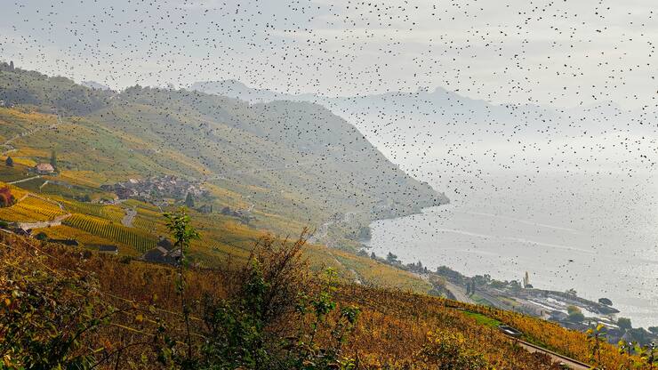 Le domaine de Gilles Wannaz