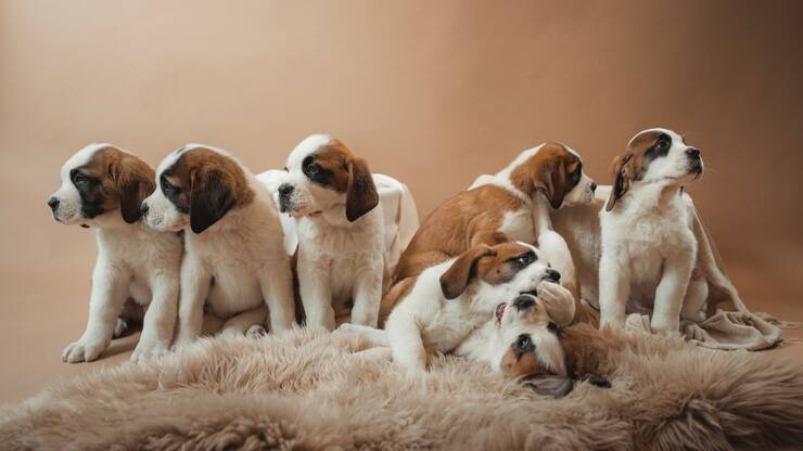 saint-bernards
