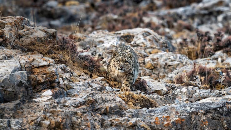 Panthère des neiges