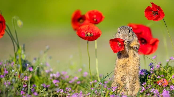 Souslik d'Europe ou spermophile d'Europe debout dans un tapis de fleurs de Bec de grue et tenant un coquelicot dans ses pattes avant de le manger